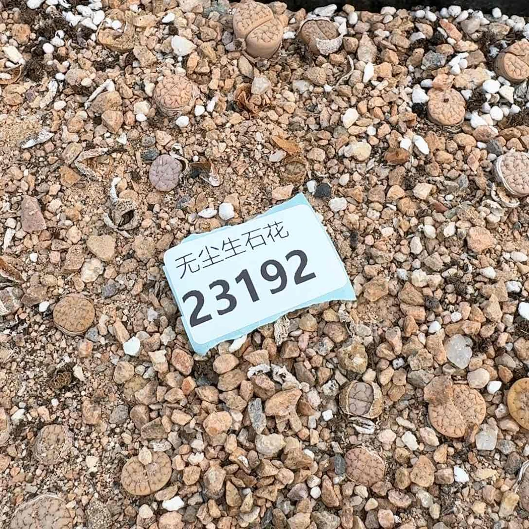 大*白清框特价秒脱土18923192