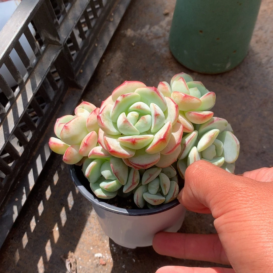 人工关节治疗和各种风湿骨