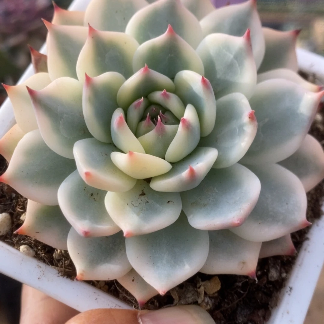 414锦锦锦锦锦锦锦锦