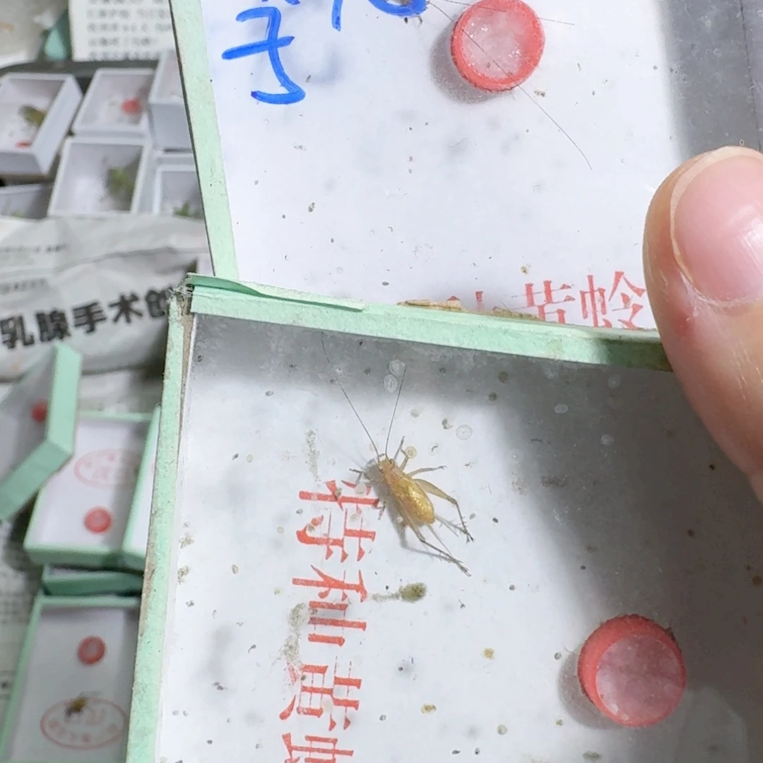 季***飞蟋蟀我是说给别人打电话不说话