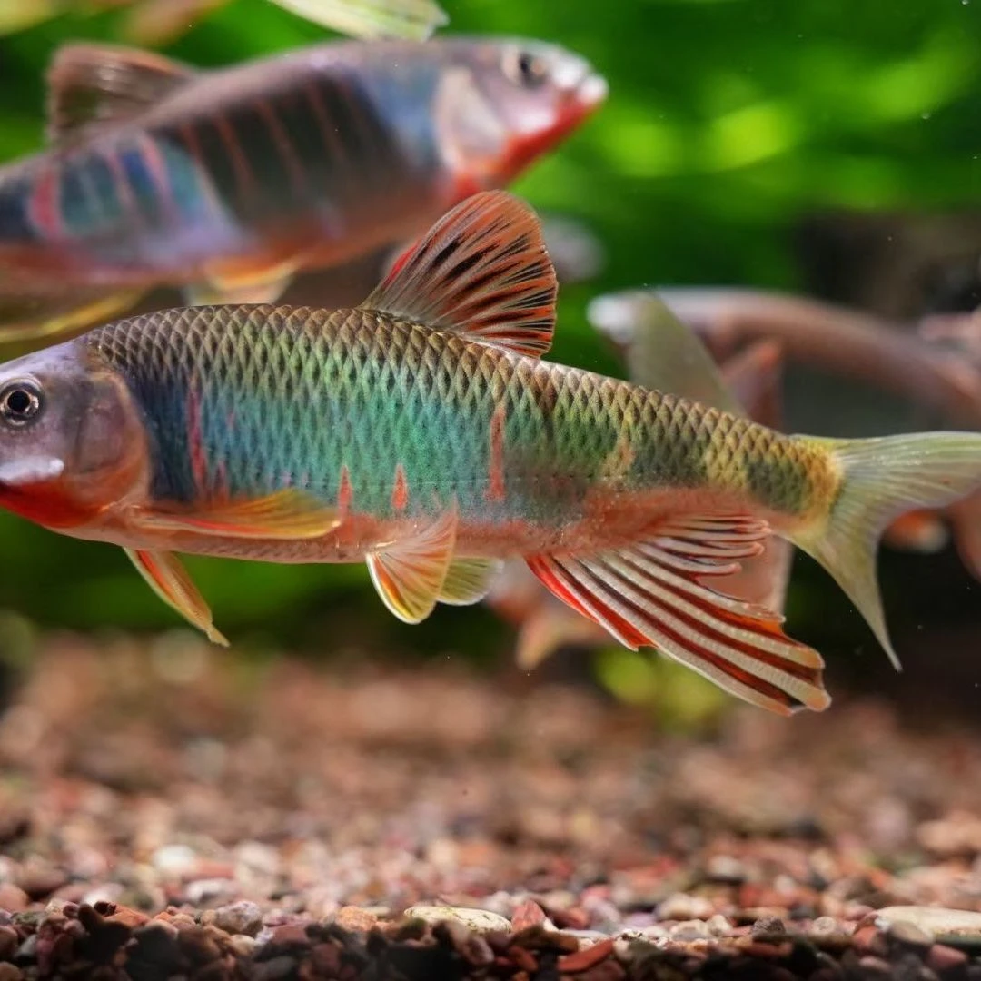 宽鳍鱲长鳍鱲类高屏异鬣马口鱼溪流鱼原生鱼桃花鱼冷水鱼观赏鱼