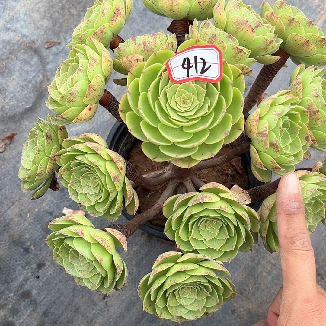 多肉植物412号多肉植物