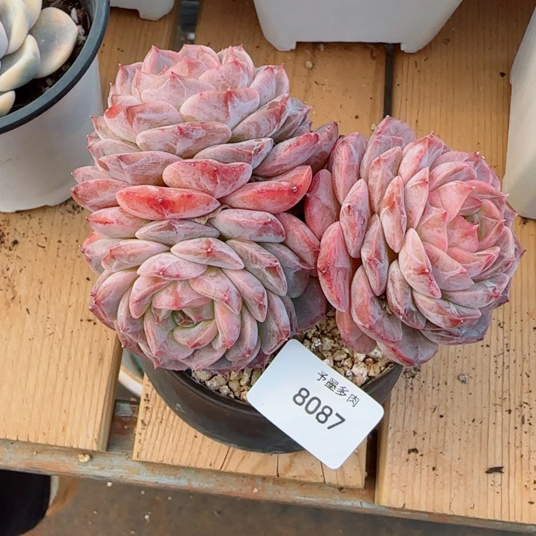 冰魄群，8087多肉植物