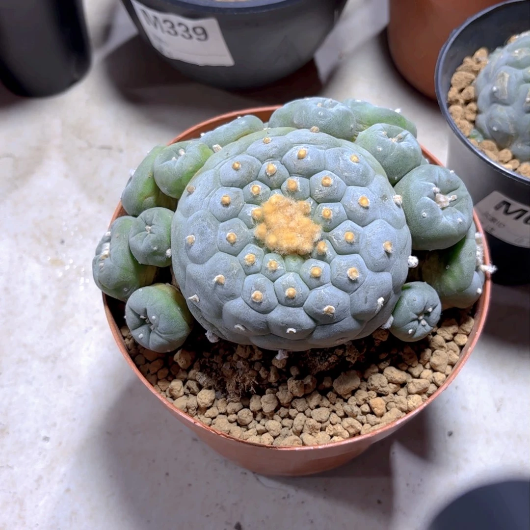 满坡佛头G g g g g g g g