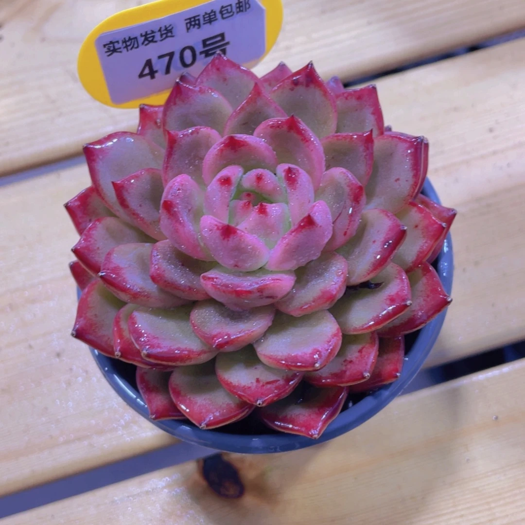 470号 玫瑰造型夜魔侠单头一个