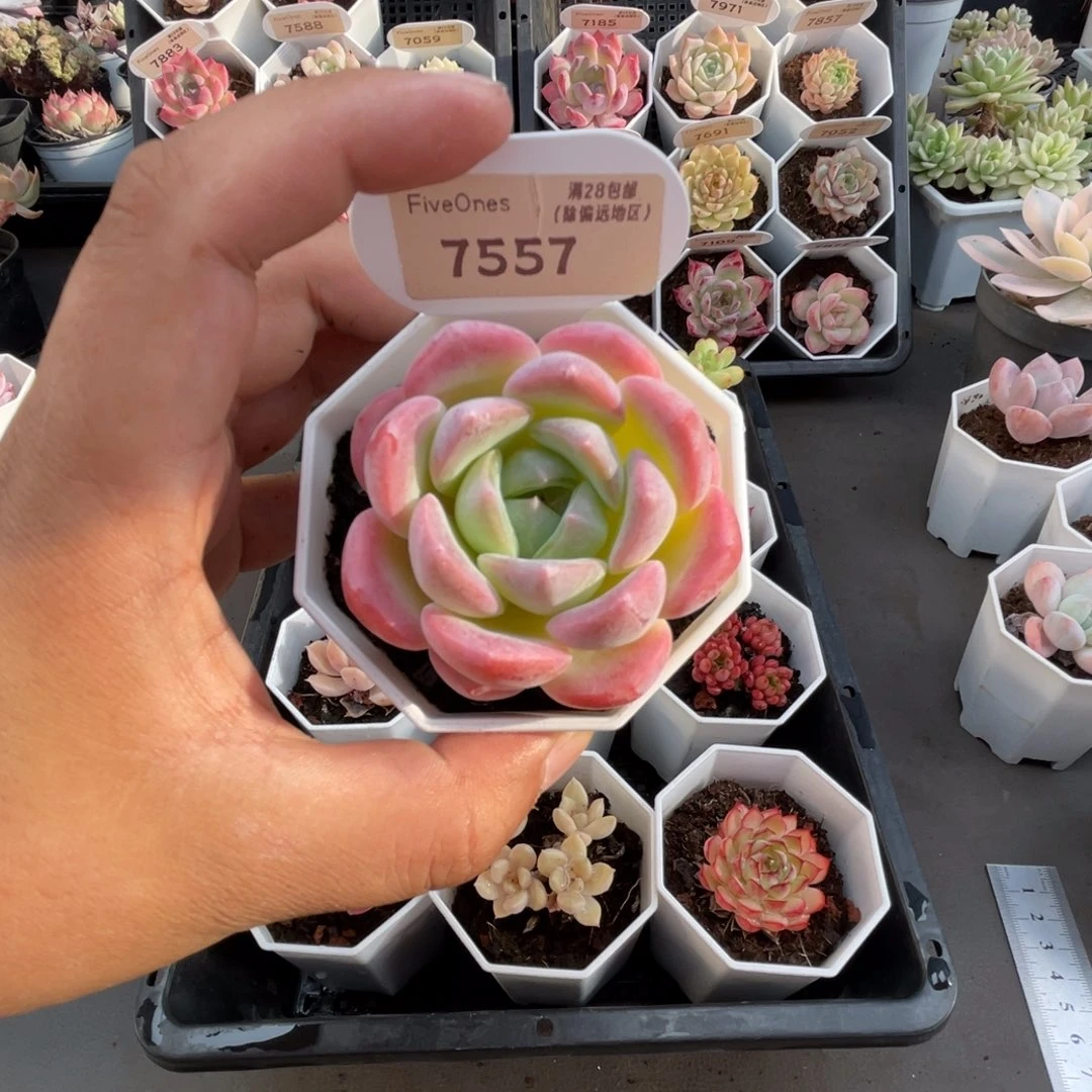 7557星星糖5.0厘米
