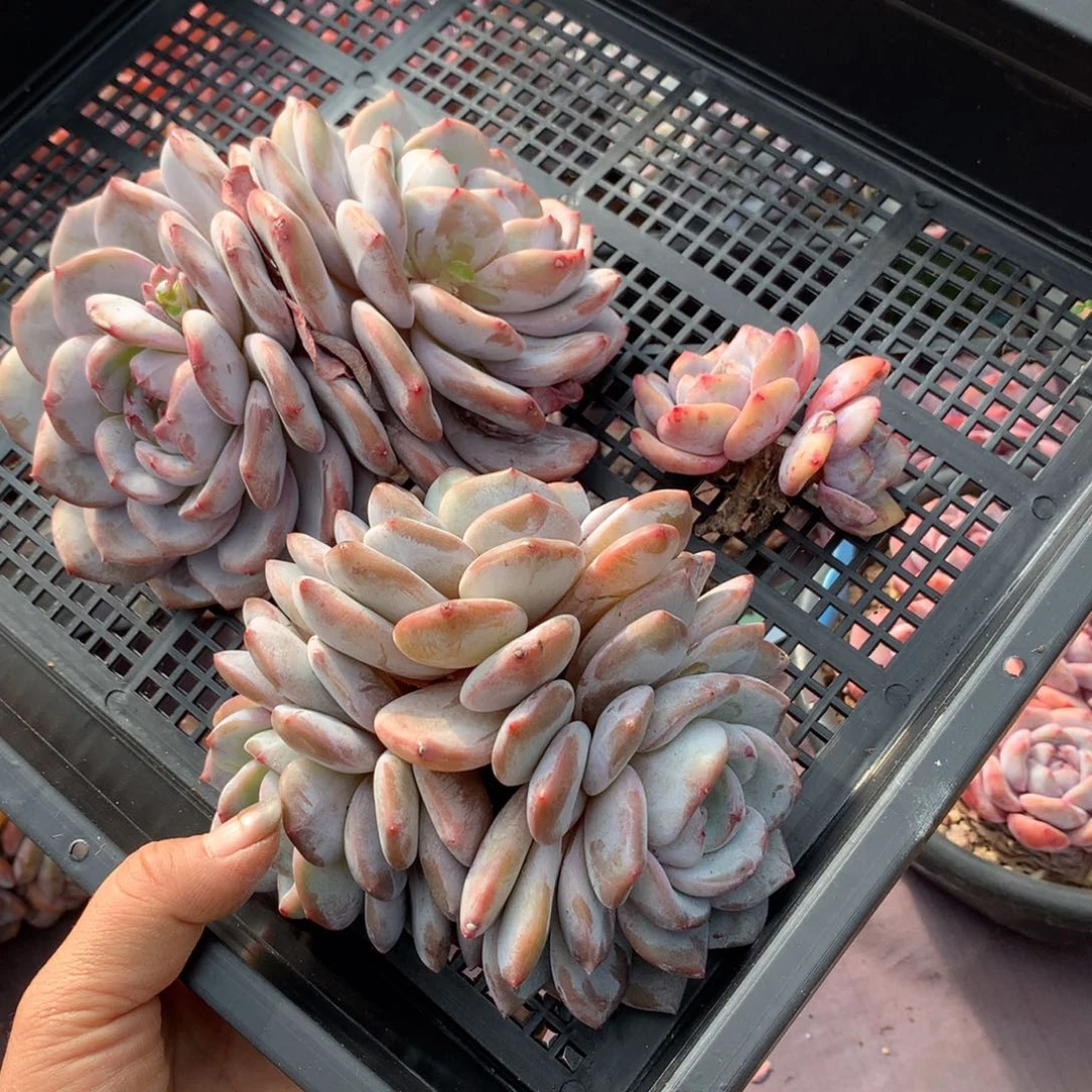 哈哈哈哈哈哈哈哈哈