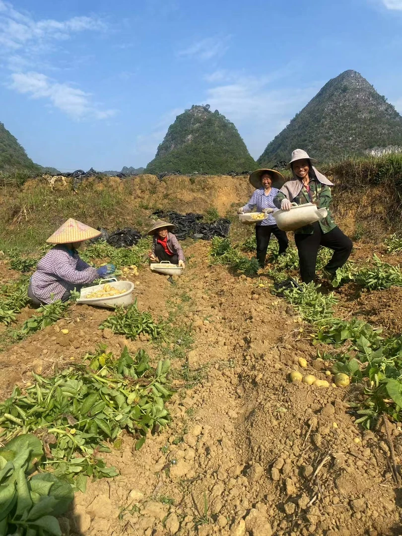 贵州 高山 当季 新鲜黄心 土豆