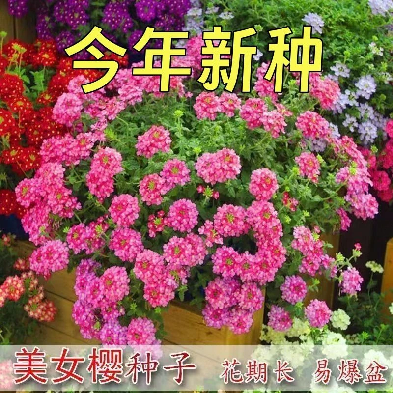 混色美女樱种子观花四季盆栽垂吊美女樱花籽花海草花种籽四季易活