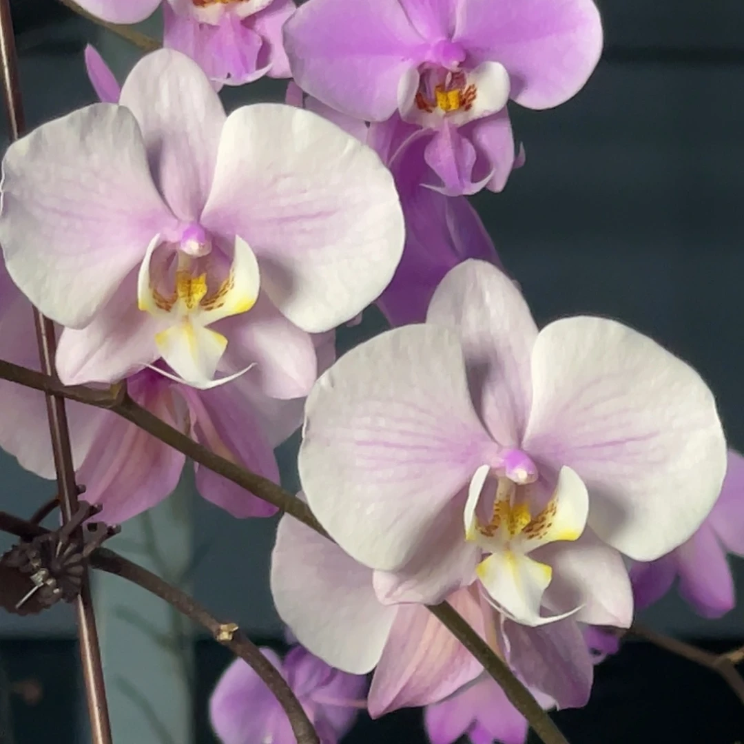 大量花朵（建议范围：8朵-15朵 或40%以上）编号1216M608交桑德