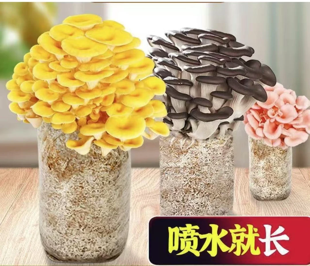 【3包混装】蘑菇菌包家庭宿舍办公室懒人种植高产量大榆黄菇鸡腿菇