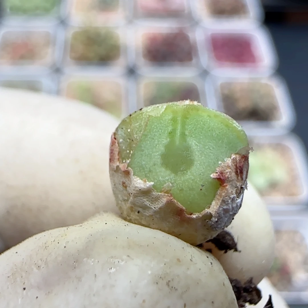 578空蝉矮蹲福利