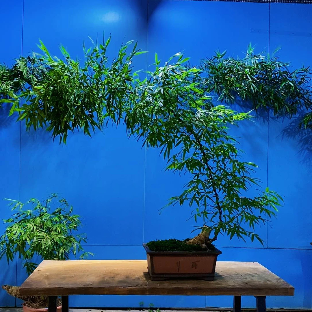 天***～无花朵小叶簕竹一物一拍