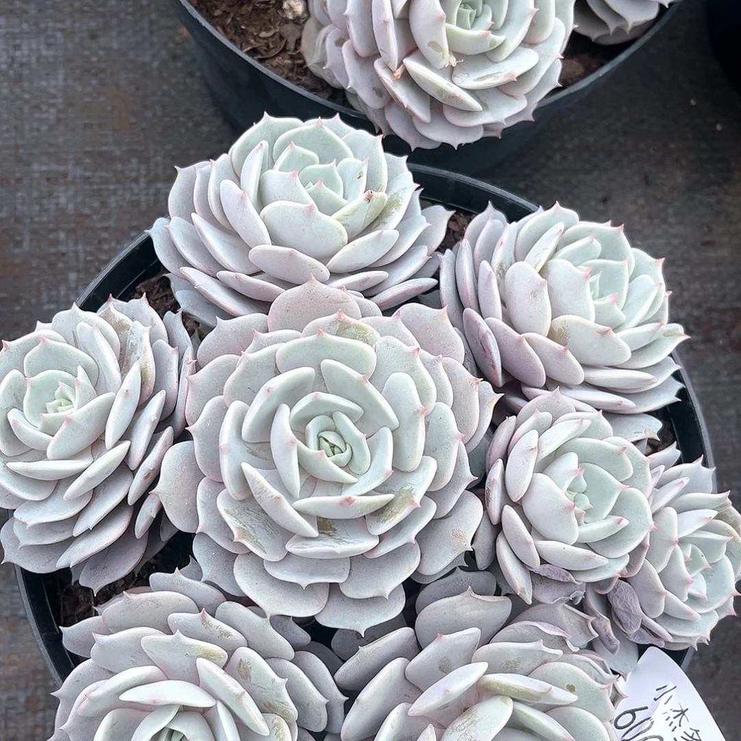 露娜莲小群60029