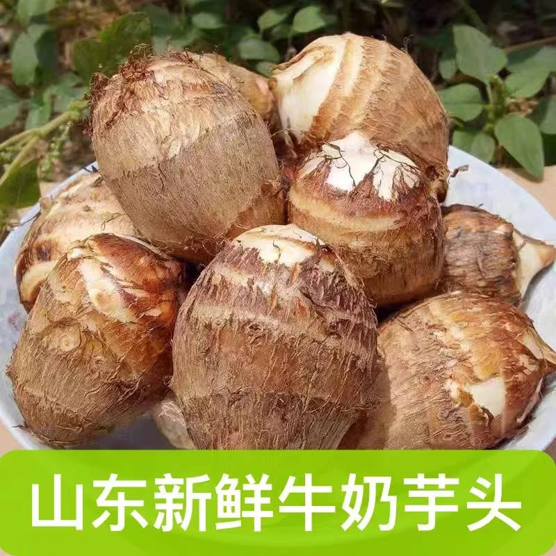 正宗山东新鲜现挖牛奶小芋头毛芋头香芋应季蔬菜软糯拉丝粉糯