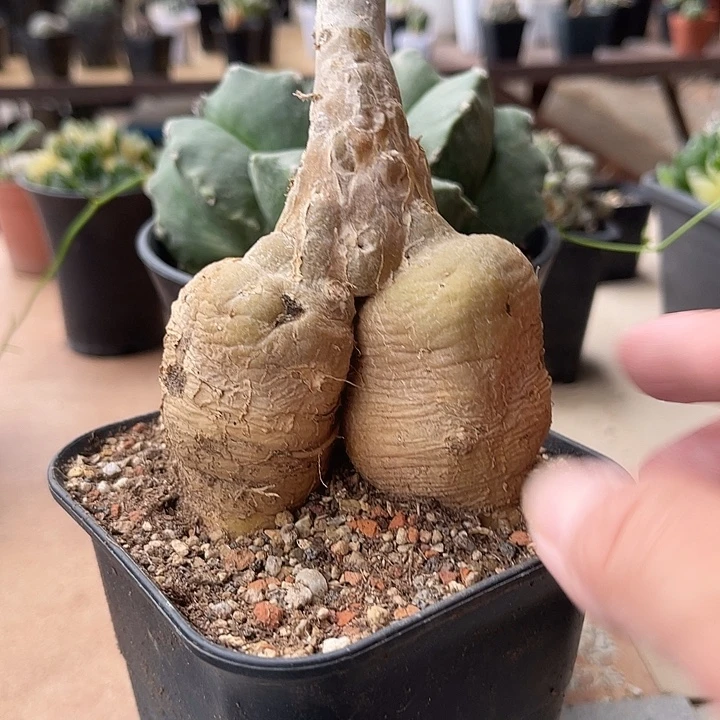 无花朵象足黑龙块根一物一拍