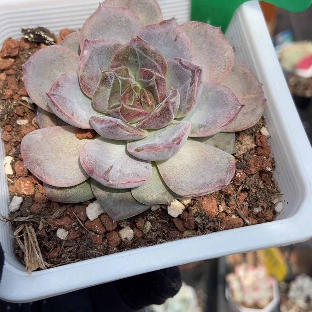 916黑水晶玫瑰多肉植物