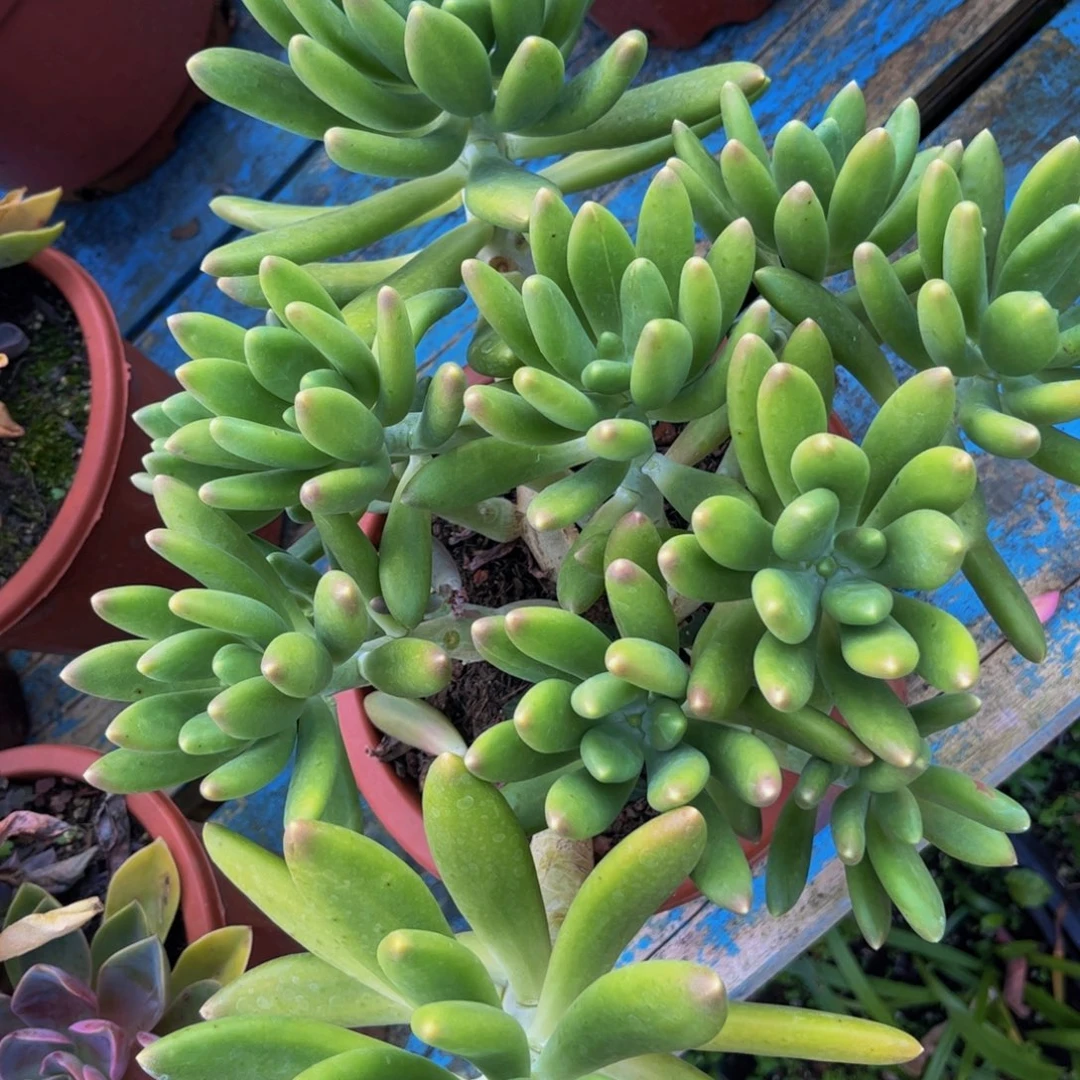 新疆西藏内蒙不发货，金蝉