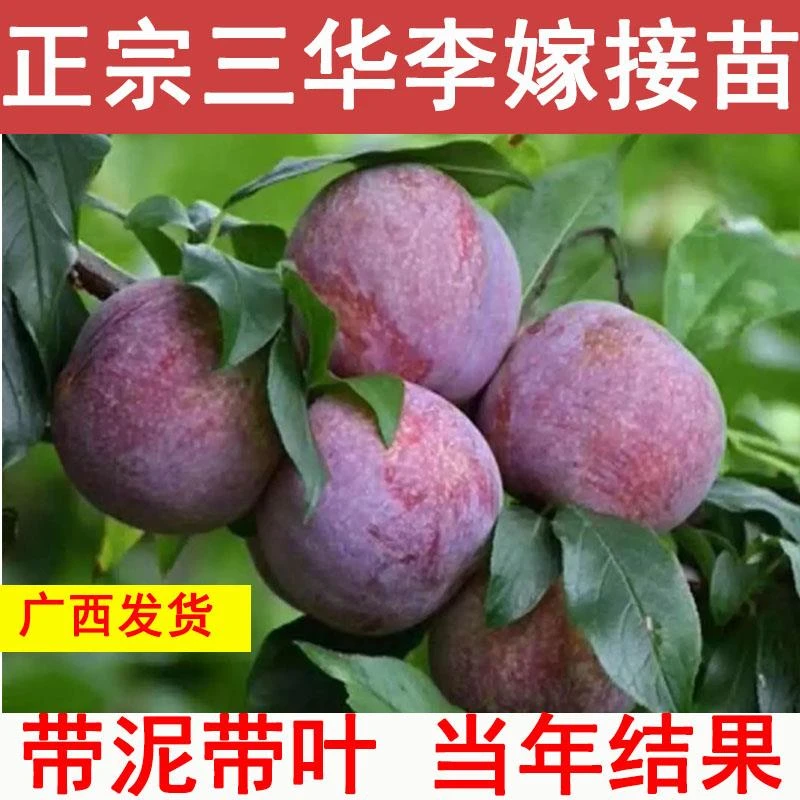 钱排银妃三华李树苗嫁接早熟李子阳台庭院果树南北方种植当年结果