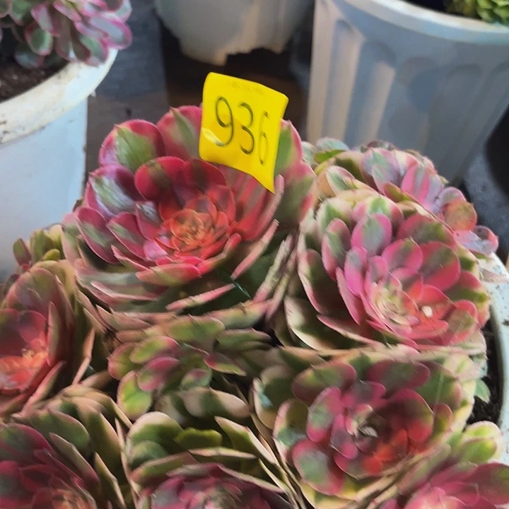 多肉植物荔枝936个