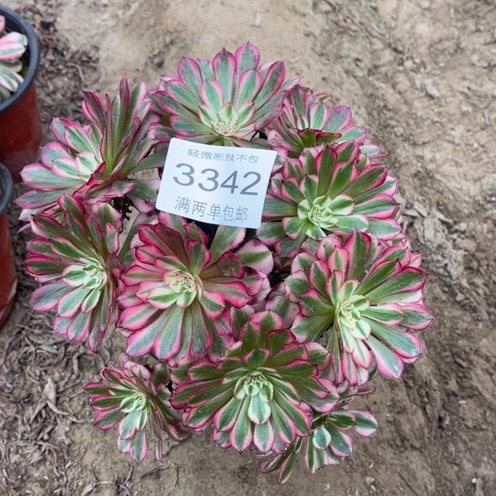 3342红铜的人多肉的