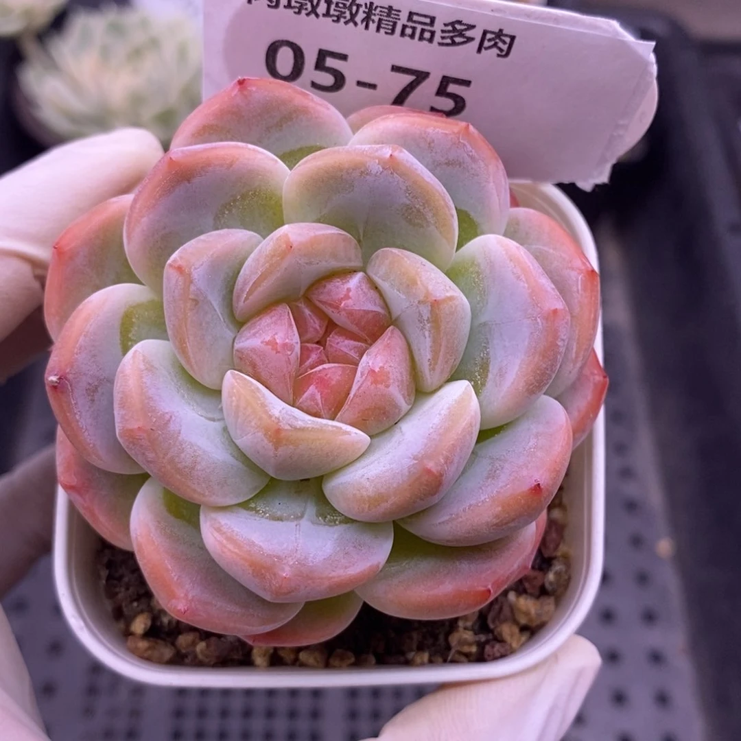 【闪购商品】05-75