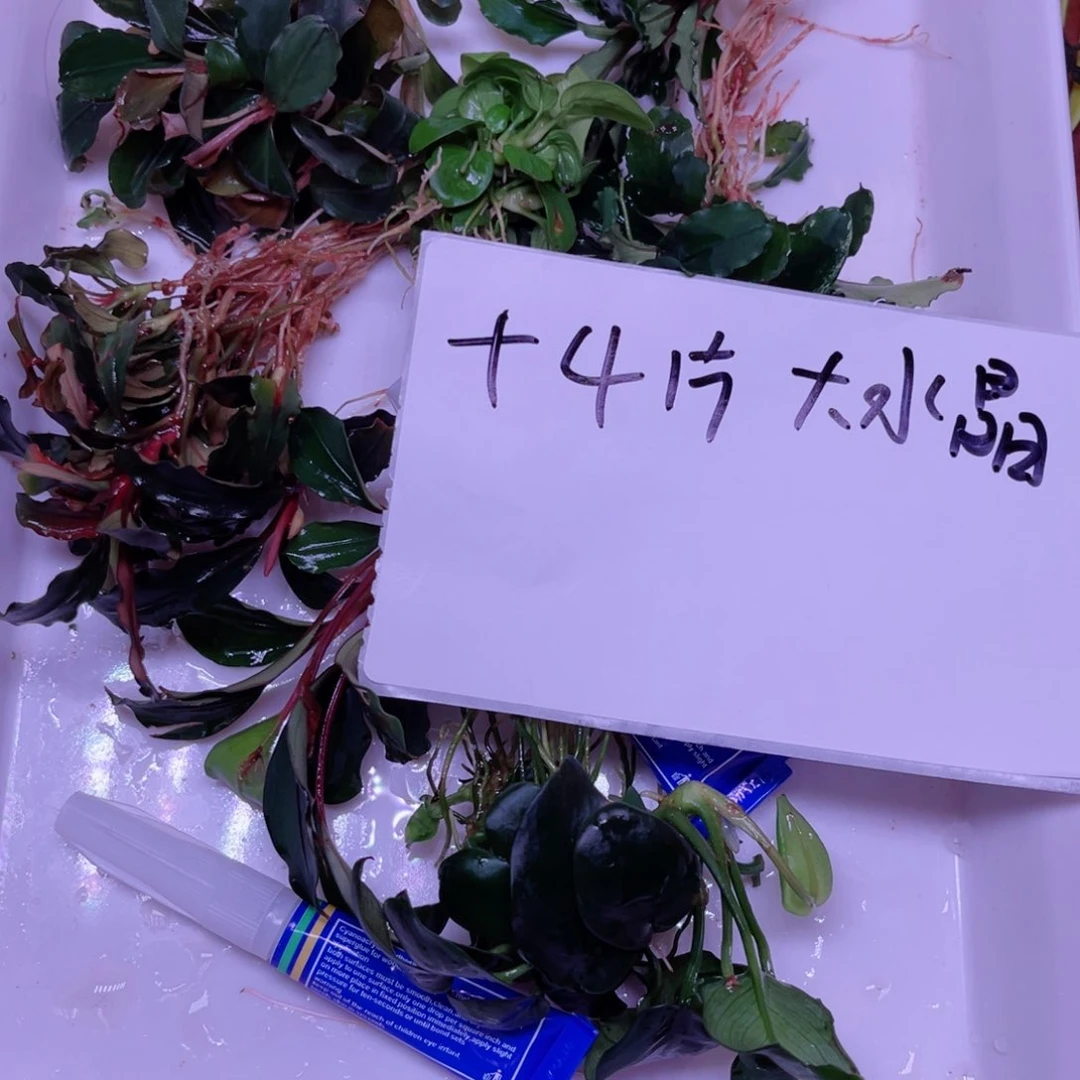 别***&美小呆精品水草一份