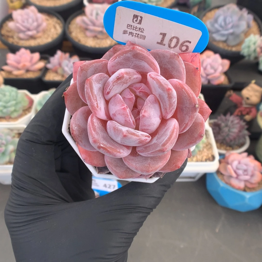 106 糖心雪天使多肉