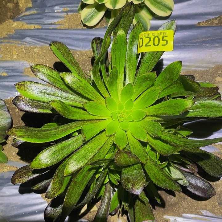 0205水墨丹青多肉植物