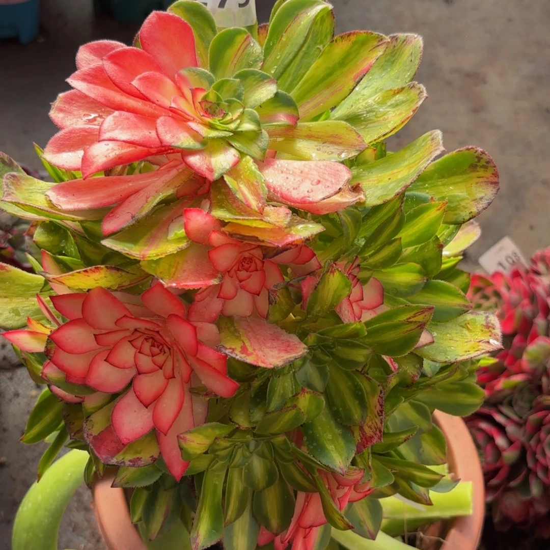 275多肉植物知否嫁接