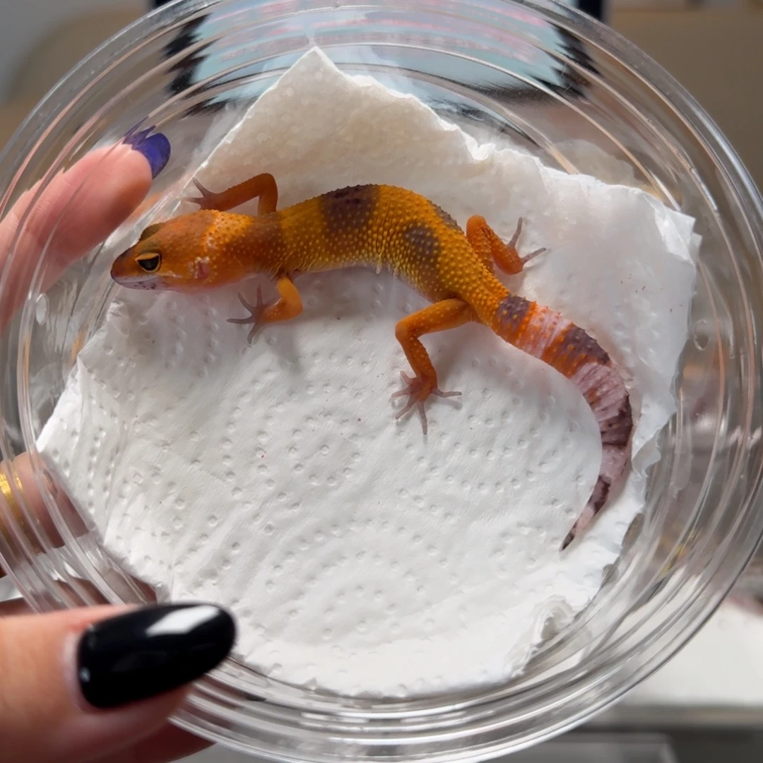 豹纹守宫蜜桔母温