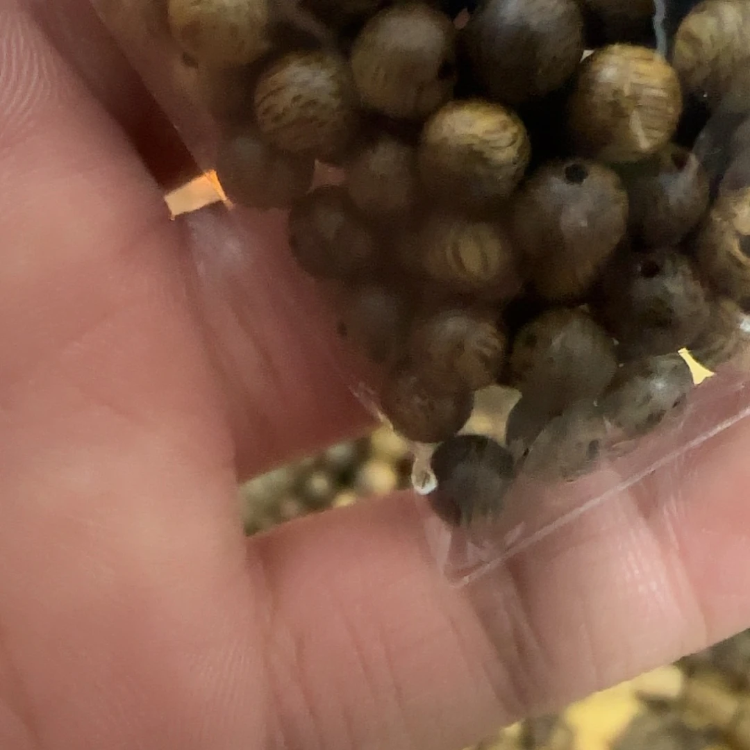 微***溜沉香沉香碎屑沉香碎屑沉香奇楠沉香碎05