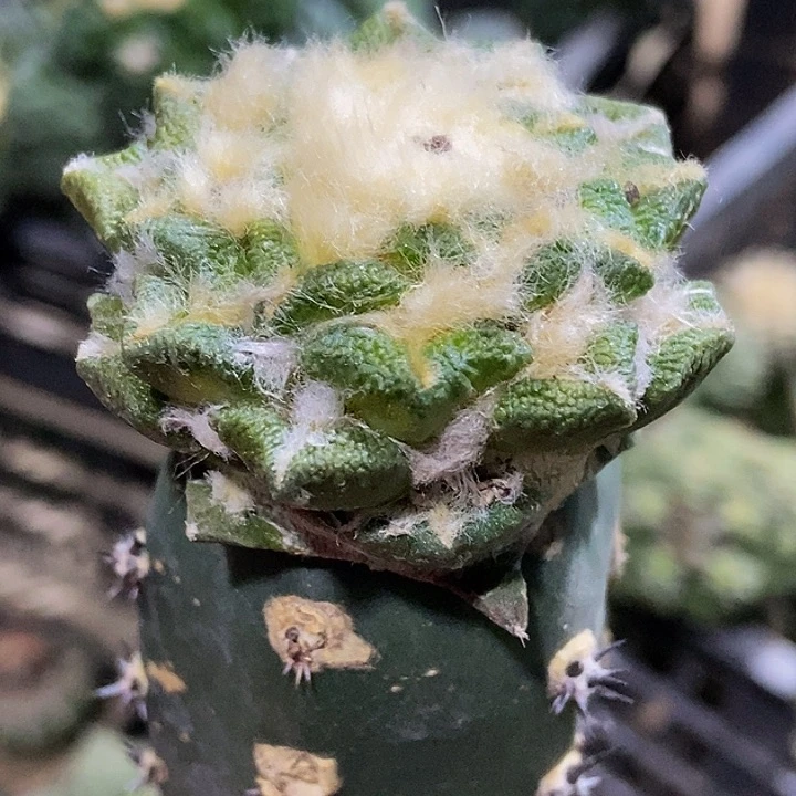 无花朵福利绣普颗粒大尤黑锦914