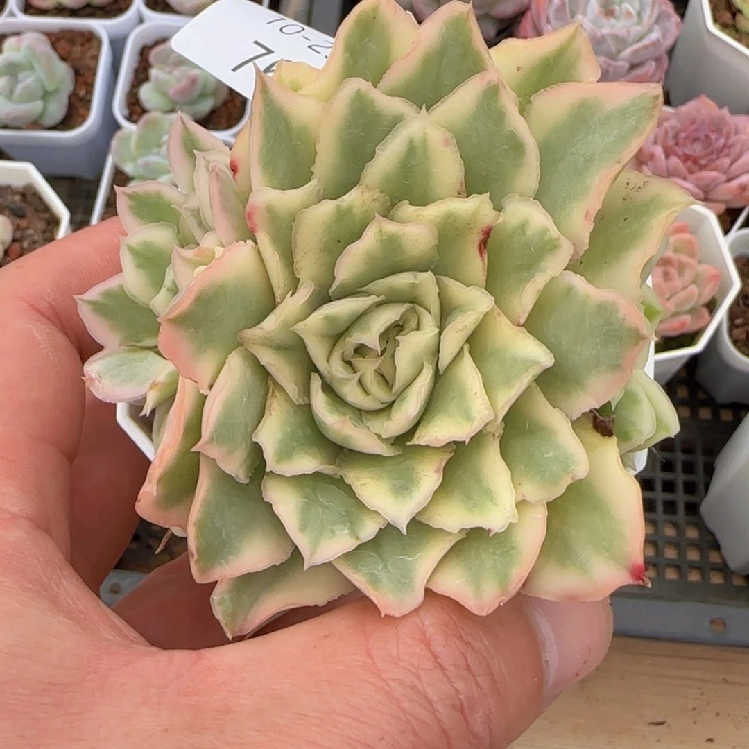 紫蝴蝶锦一颗脱土