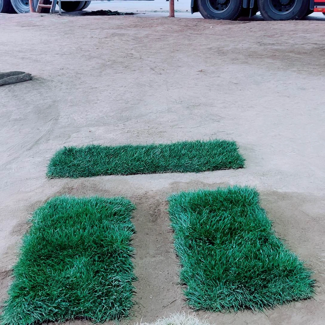 茶***生无花朵四季青草坪包邮价格，。。。