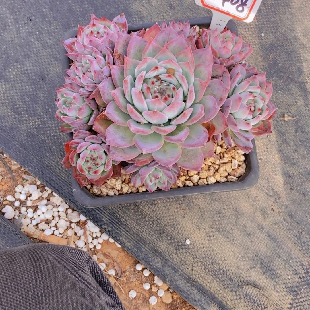 淡***然0408蜜卡群一颗寄养