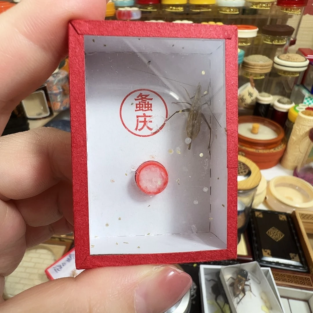 中须柬埔寨竹蛉两个