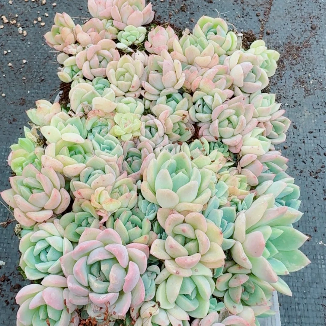 2-87珍妮切糕一份量拍