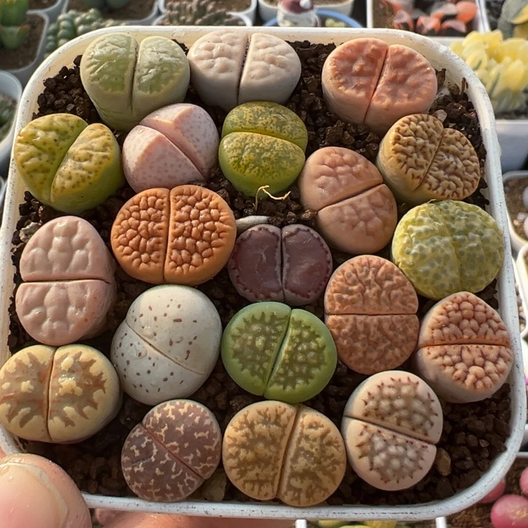 70多肉植物百科植物