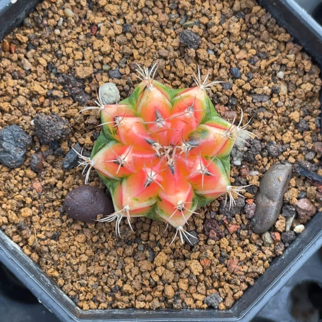 当前无花朵，栽培后可花朵橘粉虎斑