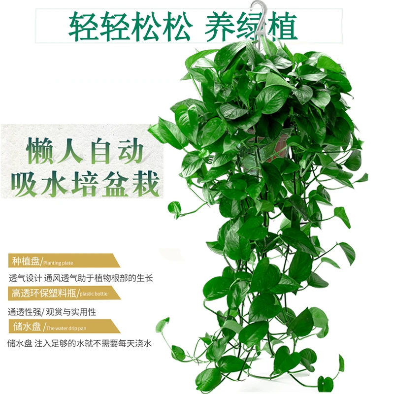 绿萝盆栽室内好养种植长藤绿萝大盆花卉盆栽新房懒人植物除甲醛