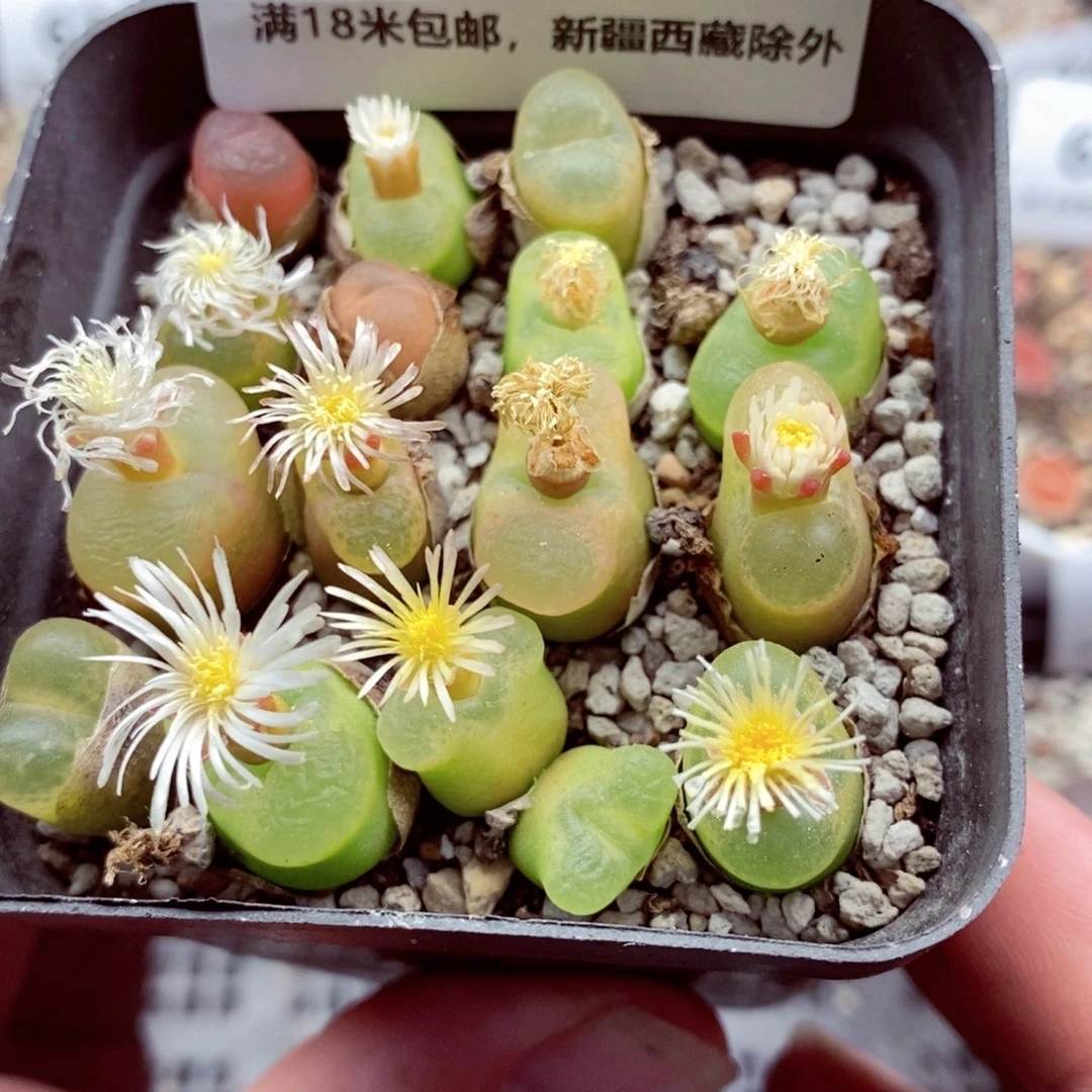 6249。