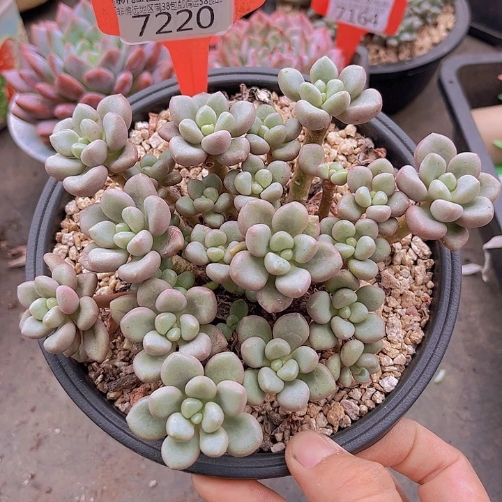 7220先锋派。
