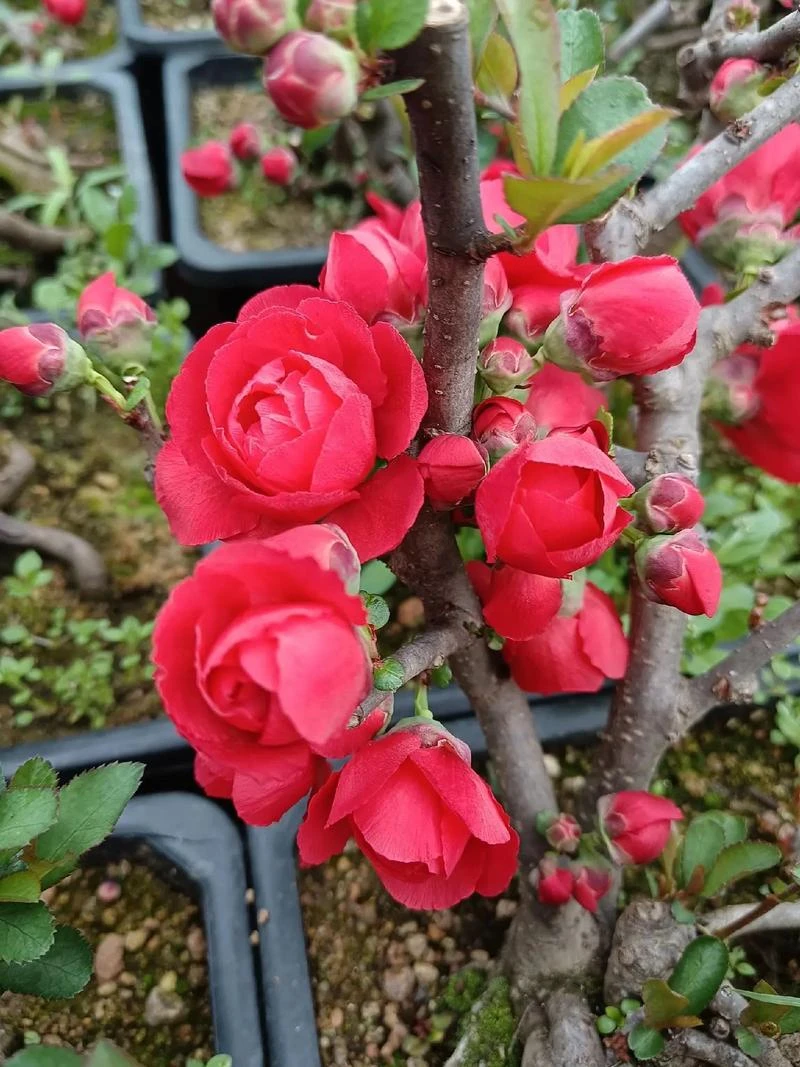 花卉一物一拍，直播。对版发货