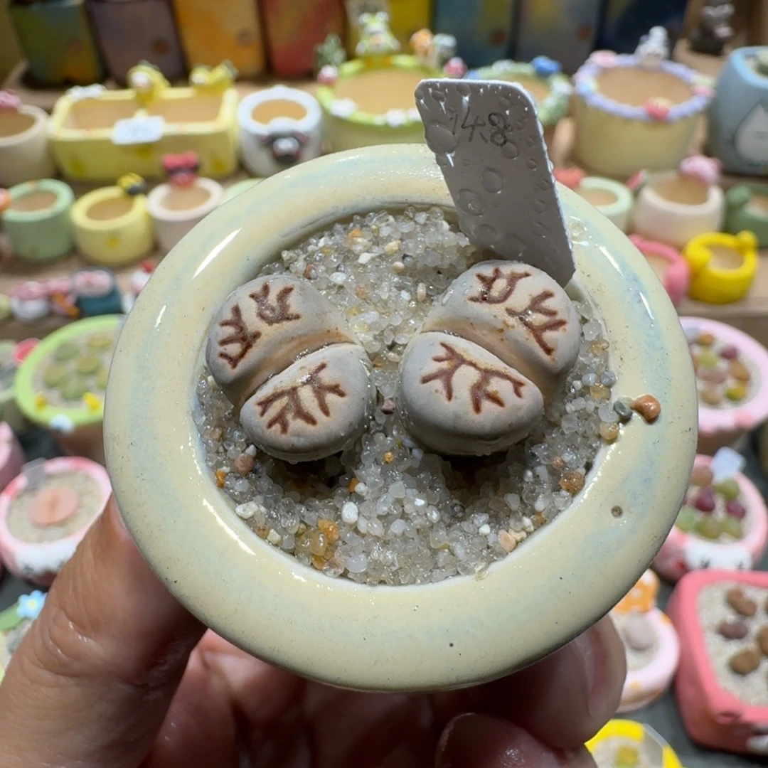 蘑菇1025菊化石多肉植物