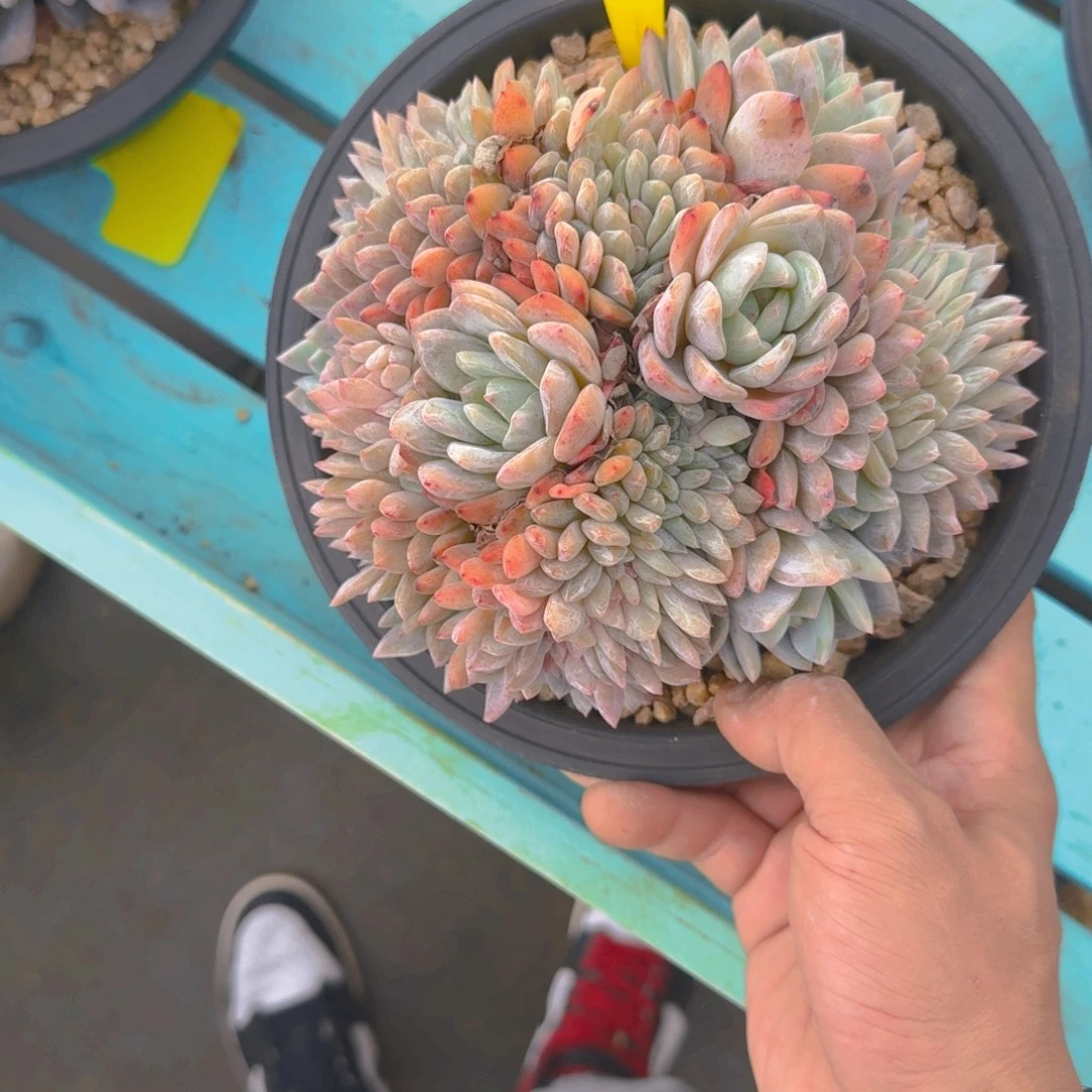 27号多肉111111111111