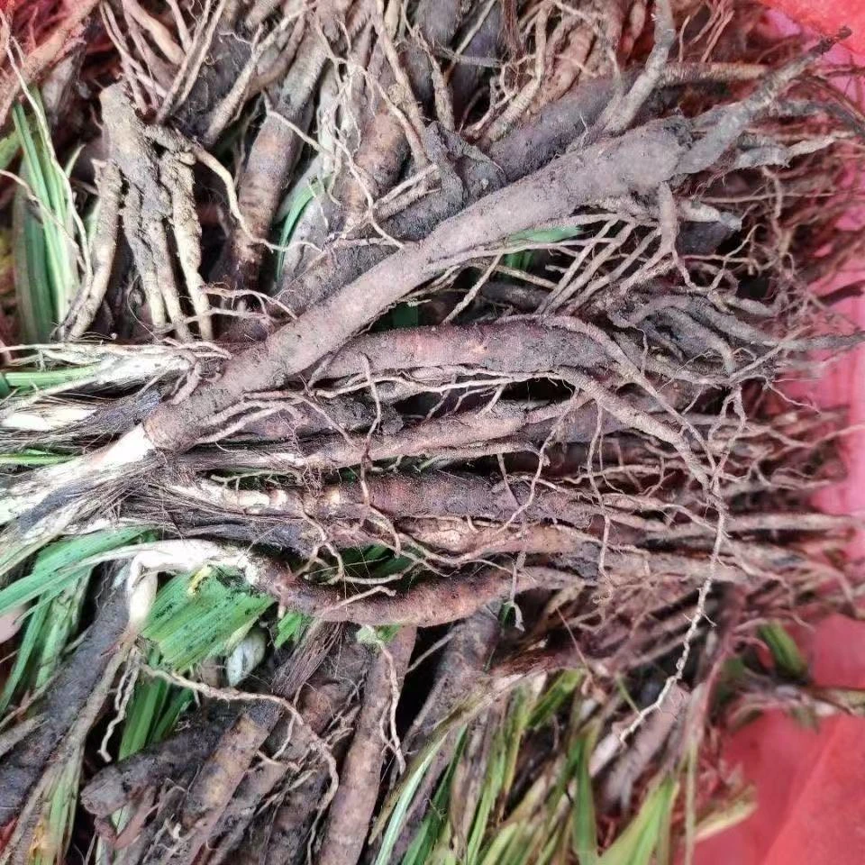 广西山货调配根茎鸡精散多组合套材料代客打分装