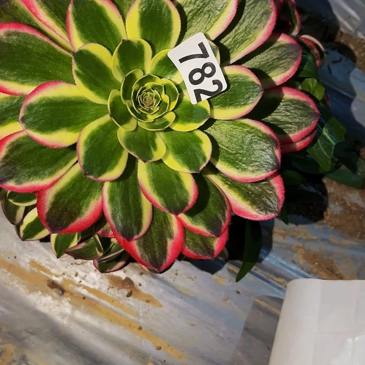 782粉海王多肉植物