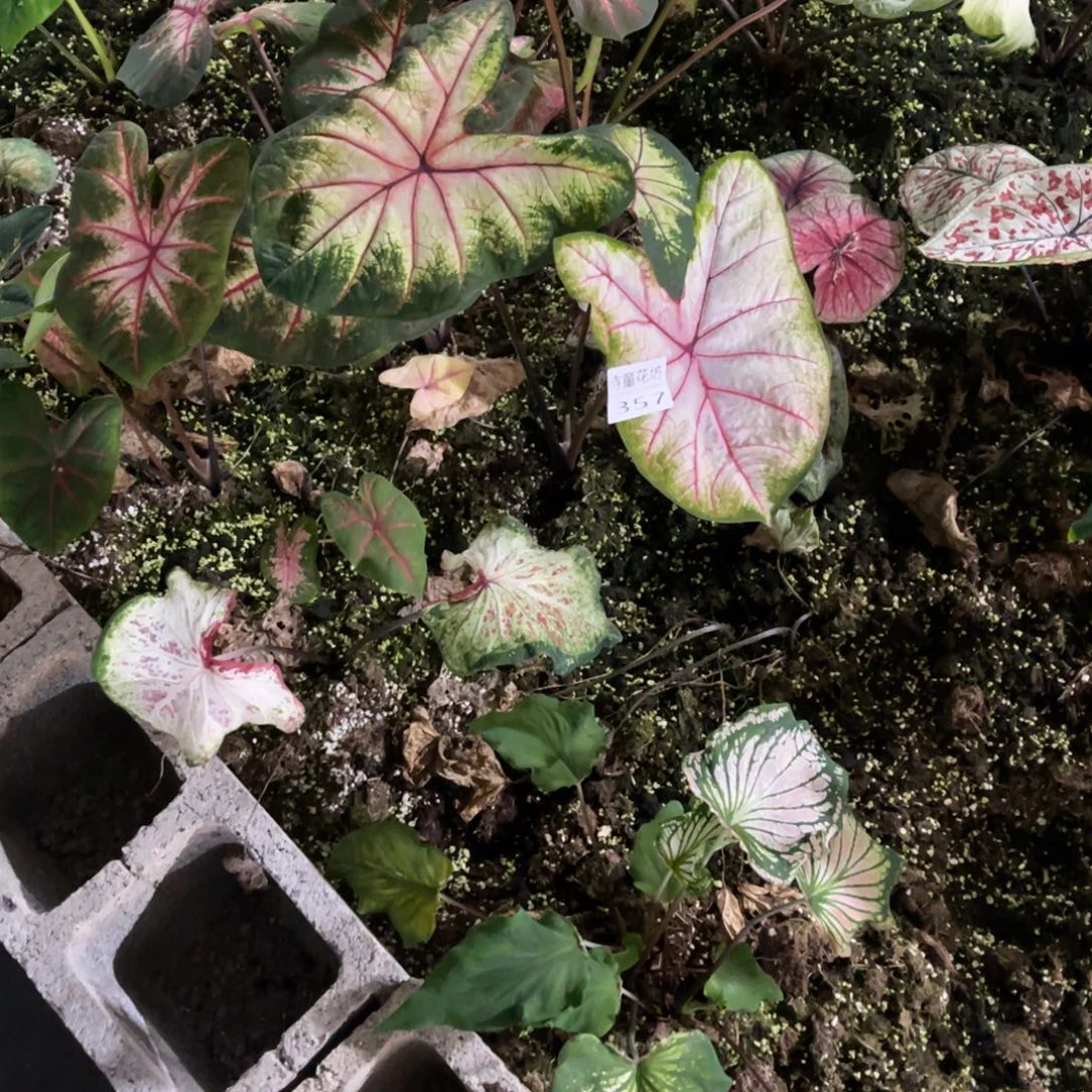 一***妮无花朵         357苹果花不包售后