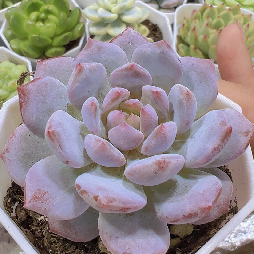 单头玉芙蓉9.9包邮